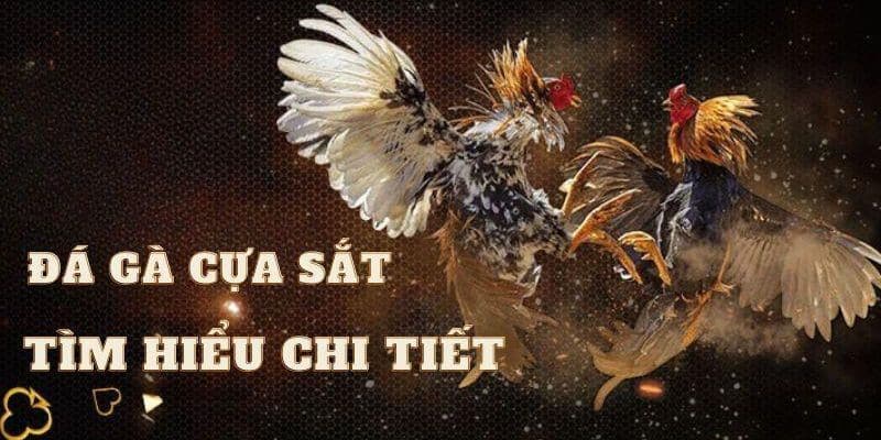 Đá Gà New88 Sân Chơi Cá Cược Sôi Động, Kiểu Chơi Đa Dạng - vaxor.fun