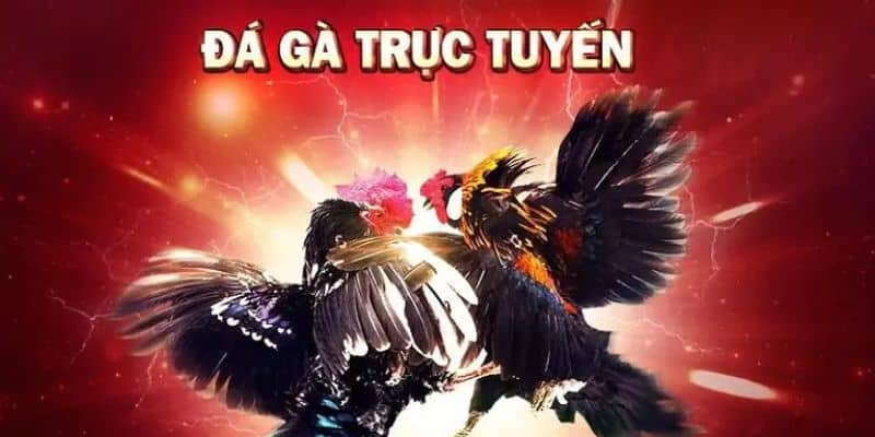 Đá Gà New88 Sân Chơi Cá Cược Sôi Động, Kiểu Chơi Đa Dạng - vaxor.fun